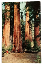 Yosemite Nat&#39;l Park Mariposa Grove California CA Mirro Krome Postcard c1960s - £5.47 GBP