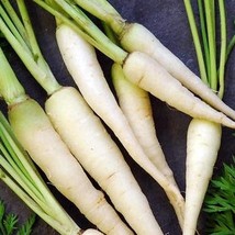 Fresh Seeds USA Lunar White Carrot Seeds Vegetable Gardening - $19.96