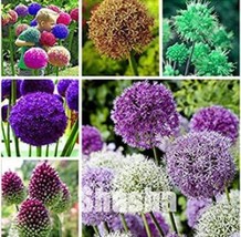 100Pcs Giant Allium Giganteum Seeds Mixed 6 Colors Fresh Seeds - $5.19