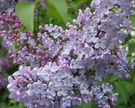 Syringa Oblata (Early Korean Lilac) 20 seeds - £1.20 GBP