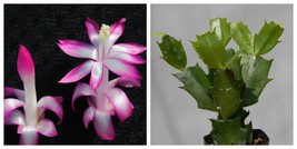 Proud Mary Christmas Cactus Well Rooted Starter Plant Schlumbergera Trun... - £25.35 GBP