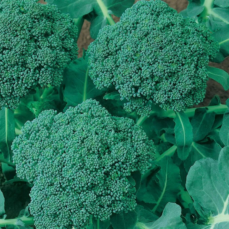 250 Fresh Seeds Calabrese Broccoli - £7.59 GBP