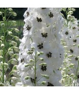 LWK 50 White Dark Bee Delphinium Seeds Perennial Flower Fast Shipping - $204.19 MXN