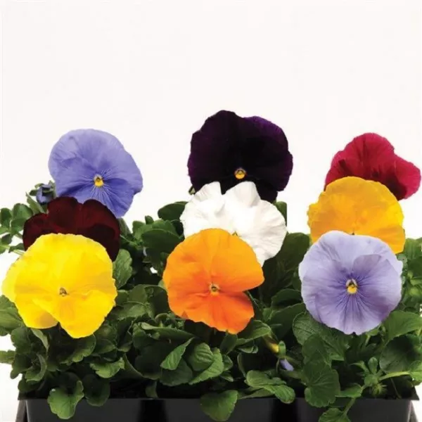 Pansy Seeds Pansy Matrix Clear Mix 25 Seeds Extra Large Flowers Fresh Garden - £9.19 GBP