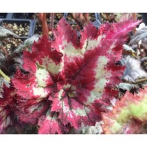 25+ Tie Dye Begonia Seeds – Unique Multicolor Flowering Plant - $16.50