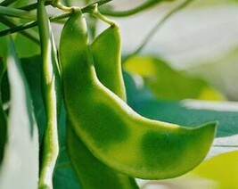 THJAR Lima Beans Seeds - Organic, Heirloom, Open Pollinated, Non GMO - G... - $2.97