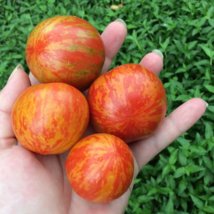 Large Tomato Glowing Gold Neon Red Stripes Fruits - 100 Seeds - $5.75