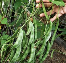 SL 50 Seeds Hyacinth Bean Lablab Highyield Delicious Asian Bean Papdi Be... - $9.68