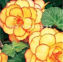 100Pcs Begonia Flower Seeds Golden Double Flowers With Red Edge Fresh Seeds Fast - $11.26