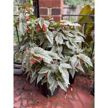 25+ White Angel Wing Begonia Seeds – Elegant Blooms for Shade Gardens - $16.50