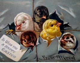 Easter Postcard Baby Chicks Bursting Out Tucks Serie 700 Embossed Unused Vintage - £3.64 GBP