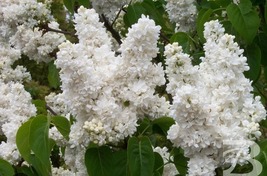 Madame Lemoine Lilac Syringa vulgaris Small Rooted STARTER Plant 4-8 inc... - €50,72 EUR
