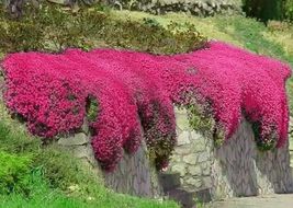 Red Creeping Thyme Seeds  Groundcover Non-GMO FRESH 1000+ Seeds - £10.69 GBP