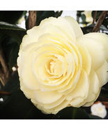 Live Plants *LEMON GLOW* Camellia Japonica, Outdoor &amp; Indoor Plant, Hous... - $41.59