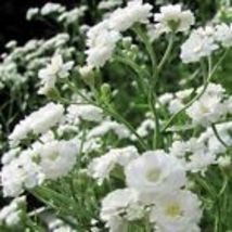 Baby&#39;s Breath SNOWFLAKE North American Perennial Cut Flowers 50 Seeds Non-GMO - £10.37 GBP