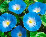 Heavenly Blue Morning Glory  Ipomoea Seeds 30 Seeds Fast Shipping - $7.99