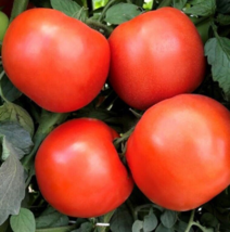 25 Pc Seeds Tomato Rambler Hybrid Plant, Tomato Seeds For Planting | RK - £21.82 GBP