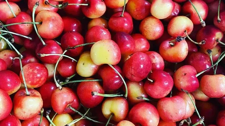 10 Early Robin Cherry Seeds For Garden Planting USA Seller - £10.96 GBP