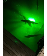 Barnacle Burning 21,000 Lumen Underwater Fish and Dock Light Kit w/50&#39; c... - €487,30 EUR