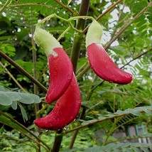 Red Sesbania Grandiflora Seed Red Hummingbird Seed Usa Fast Shipping - $11.13