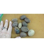 tn-24) 10 small natural Tagua Nut whole nuts for craft Carving Dried pla... - $495.10 MXN