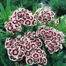 Thjar 40+ Dianthus Holborn Miniature Carnation Flower Seeds / Perennial - £5.62 GBP