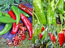 101+ANAHEIM Chili Pepper Heirloom Vegetable Seeds Garden Container Easy - £10.19 GBP