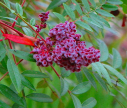 30 Pc Seeds Flameleaf Sumac Flower, Shining Sumac Seeds for Planting | RK - £12.97 GBP