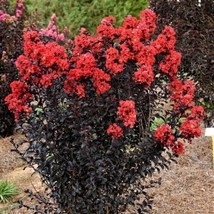 New Fresh 20 Sunset Magic Cape Myrtle Seeds Tree Flower Perennial - $11.95 CAD