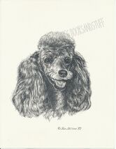 #250 GREY POODLE  portrait dog art print * Pen and ink drawing by Jan Je... - $12.50