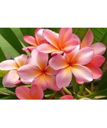 Plumeria Orange Punch scented Frangipani fragrance Hawaii Flower Plumeri... - £5.01 GBP