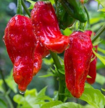 Ghost Pepper Seeds 20 Bhut Jolokia Very Hot &amp; Spicy Salsa Sauce Gardening Beauti - $6.10