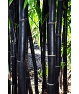 50 Timor Black Bamboo Seeds Privacy Seed Garden Clumping Exotic Shade Sc... - $14.98