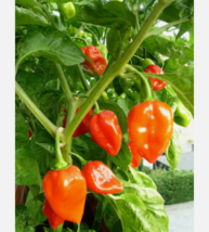 Easy To Grow Seed - 30 Seeds Habanero Pepper - £3.18 GBP