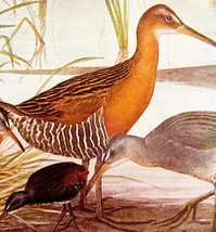 Virginia King Clapper Rails 1936 Bird Art Lithograph Color Plate Print D... - $458.55 MXN