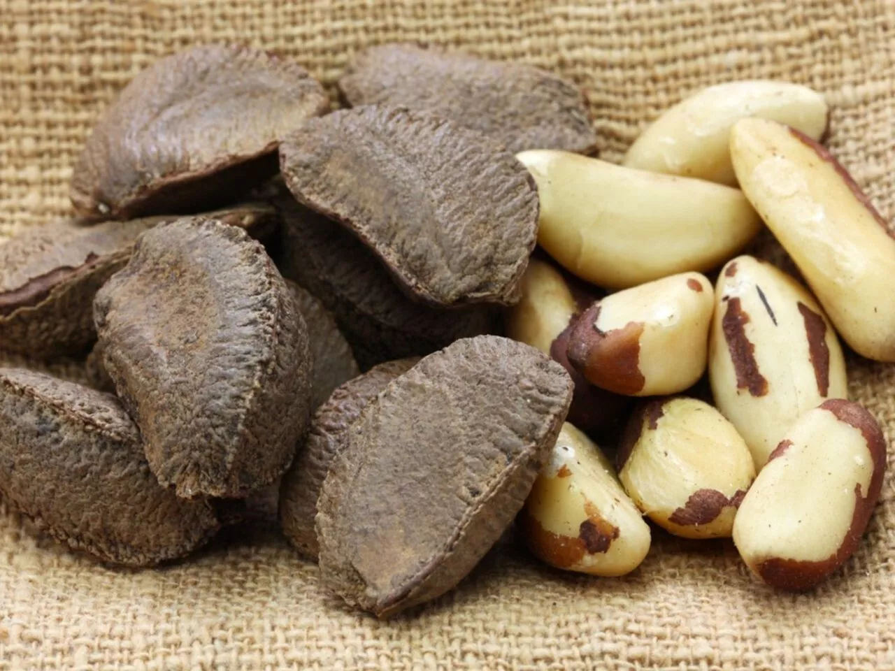 Brazil Nut Seeds (15) / ORGANIC / SUPER RARE / DELICIOUS / - $25.54