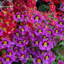 Red Purple Schizanthus Flowers 30 Seeds Mixed Angel Wings Poor Man S Orchid Gard - £8.22 GBP