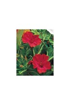 Exotic 4 O&#39;Clock Seeds - Fresh Four O&#39;Clock 20 Seeds Beautiful Flowers (Red) - $15.37