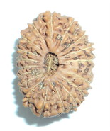 18 Mukhi Rudraksha / Eighteen Face Rudraksh - Java Bead Lab Certified - $570.00