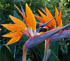 8 seeds bird of paradise Strelitzia reginae TROPICAL Orange flower - £12.58 GBP