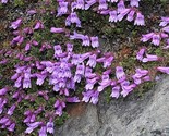 Sale 50 Seeds Alpine Penstemon Davidsonii Davidson&#39;S Beardtongue Purple ... - $9.90