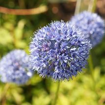 20 bulbs Allium Azureum Blue Plant, Flower Plant Houseplant Outdoor Plant - $34.74