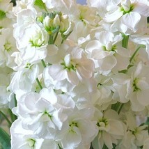 New Fresh White Stock Seeds Fresh Organic Matthiola Incana Seeds, White Outdoor  - $7.98