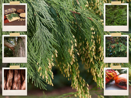 50 Cali Incense Cedar Tree Seeds Libocedrus Decurrenses Smudge Sticks Gardening  - £11.56 GBP