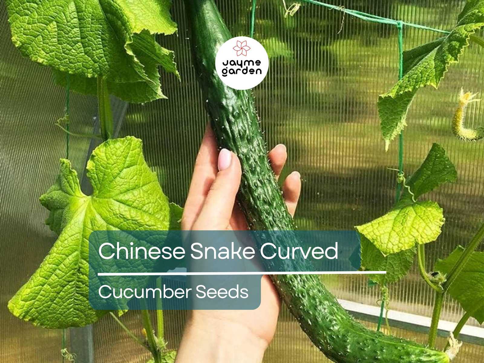 10 Seeds Chinese Snake Cucumber | Curved Heirloom Cucumber Seeds for Pla... - $4.50