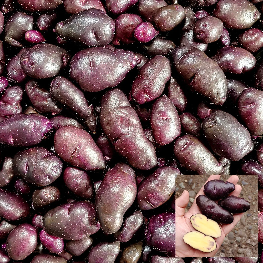 4 Peruvian Andean Potato Seeds - Valparaiso  - $15.00