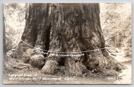 Largest Tree In Muir Woods Nat&#39;l Monument California RPPC Photo Postcard X21 - £7.67 GBP