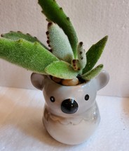 Succulent in Koala Planter, Panda Plant, 2.5" ceramic image 2