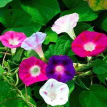Fresh Garden Morning Glory Mixed Flower Seeds | Non-GMO | Heirloom | Seeds - $9.00
