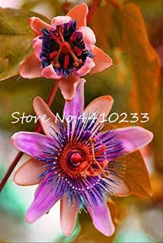 Fresh Seed Passion Flower,Passiflora Incarnata Certified Pure Live